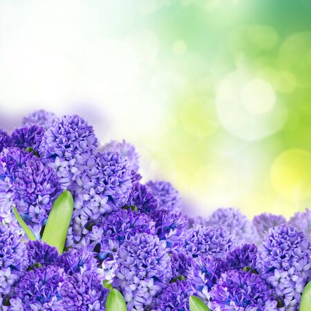 Blue hyacinth flowers over green garden backgroundの写真素材