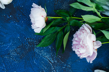 Fresh pink peony flowers flat lay close up with copy space on dark blue backgroundの写真素材