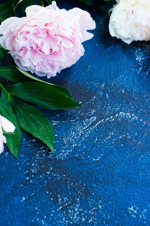 Fresh pink peony flowers and leaves border with copy space on dark blue backgroundの写真素材