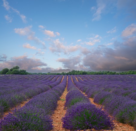 Lavender flowers field rows at summer sunset, Provence, Franceの写真素材