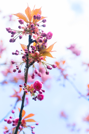 Cherry tree flowers and buds on blue sky background, shallow focusの写真素材