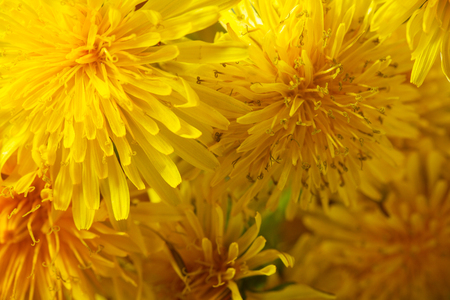 Yellow dandelion flowers close up natural backgroundの写真素材