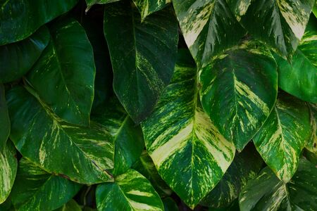 Tropical leaves trendy fresh green macro backgroundの写真素材