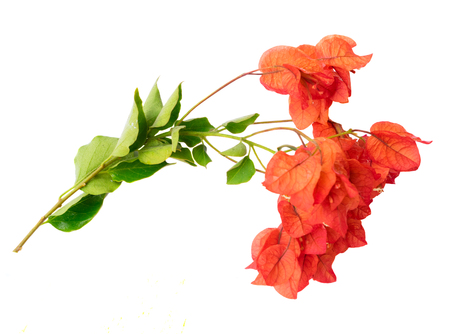 bougainvillea red flowers isolated on white backgroundの写真素材