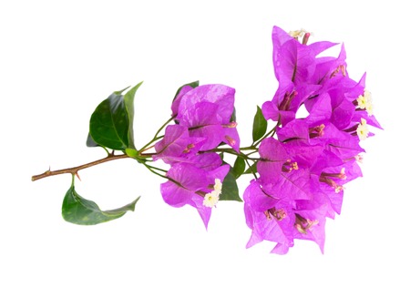 bougainvillea violet flowers isolated on white backgroundの写真素材