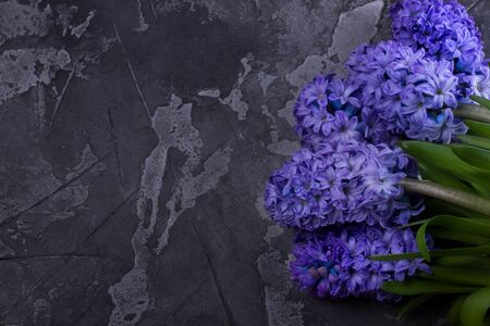 Hyacinth fresh flowers on textured dark gray backgroundの写真素材