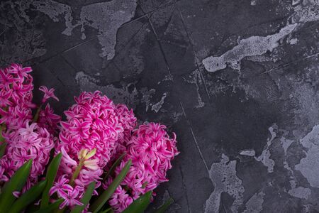 Hyacinth pink fresh flowers on textured dark gray backgroundの写真素材