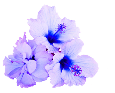 tropical flower, pile of blue hibiscus flowers isolated on white backgroundの写真素材