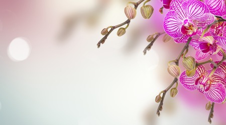 violet in stripes orchids on blue boke background bannerの写真素材
