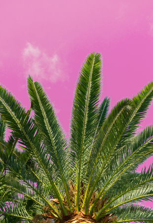 Palms tree green tree fresh leaves in toned pink skyの写真素材