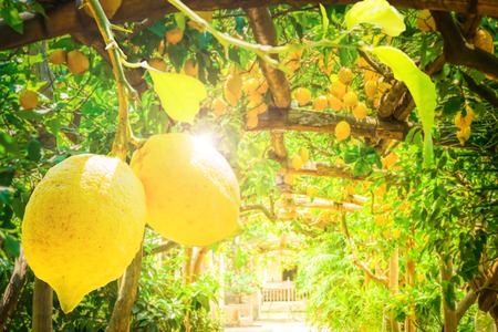 Fruits in Lemon garden of Sorrento at summer, retro tonedの写真素材