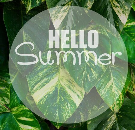 Tropical leaves trendy fresh green macro background with hello summer greetingの写真素材
