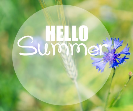Blue fresh corflower flowers meadow field with fresh green grass, shallow focus with hello summer greetingの写真素材