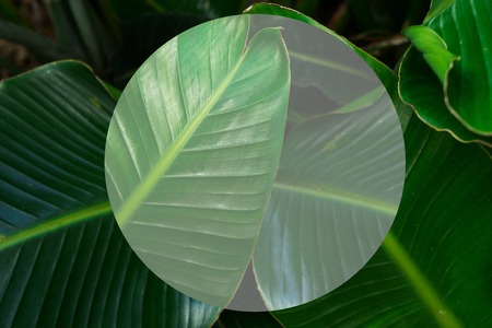 Tropical banana leaves trendy fresh green macro abstract summer backgroundの写真素材
