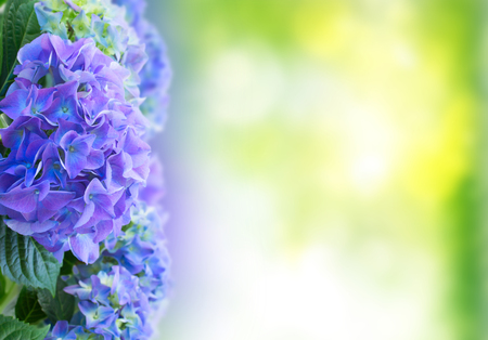 fresh blue hortensia flowers in green garden with copy space