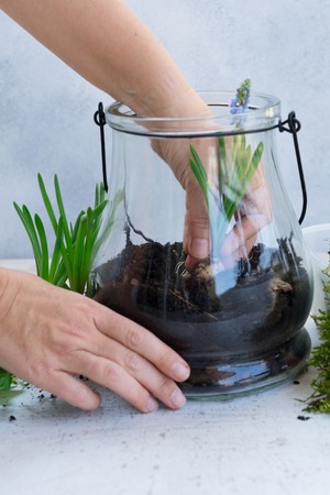 mason jar with plants inside, indoor gardening Do It Yourself concept