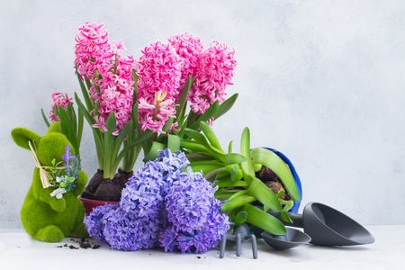 Gardening concept with hyacinth fresh pink and blue flowers and gardening toolsの写真素材