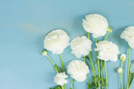 White ranunculus fresh flowers, copy space on blue wooden background top view sceneの写真素材