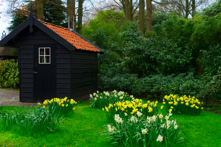 fresh white spring growing blooming daffodils and soft green grass with hutの写真素材