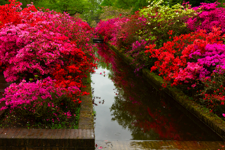 Colourful red and pink rododendron flowers in gardenの写真素材