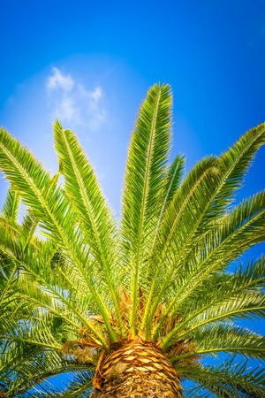 Palms tree green tree fresh leaves in bright blue sky toned imageの写真素材