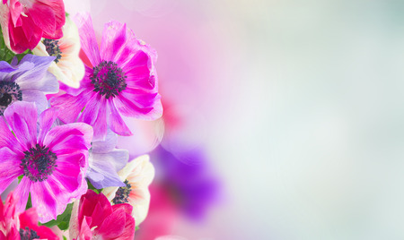 fresh anemone flowers on blue background bannerの写真素材