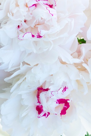 Fresh white peony flowers natural floral macro backgroundの写真素材