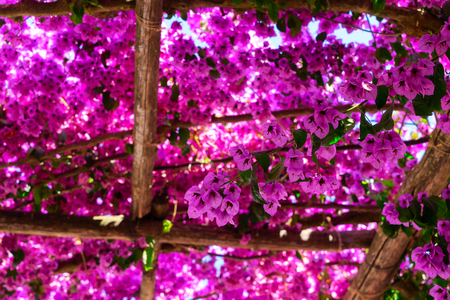 bougainvillea branches with violet flowers, natural backgroundの写真素材