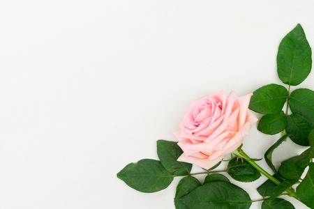Rose fresh flower on table from above with copy space, flat lay sceneの写真素材