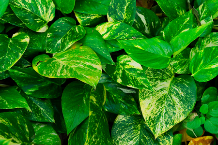 Tropical natural leaves trendy fresh green macro backgroundの写真素材