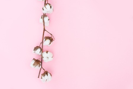 Raw cotton branches with buds on plain pink background with copy space, top viewの写真素材