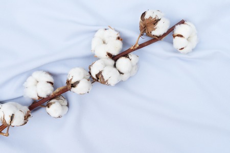 Raw cotton buds on branch on cotton blue textured backgroundの写真素材