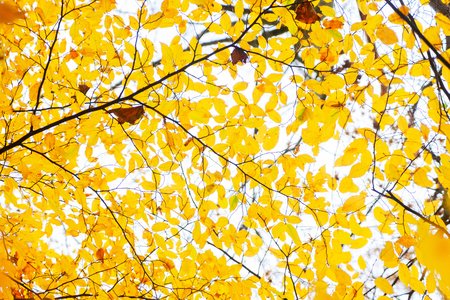 Vibrant yellow english walnut autumn tree foliage background