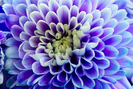 fresh blue chrysanthemum flower petals macro natural backgroundの写真素材