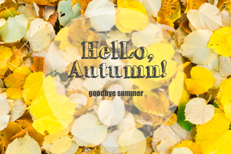 Alder tree fall fresh leaves change background with hello autumn greetingsの写真素材