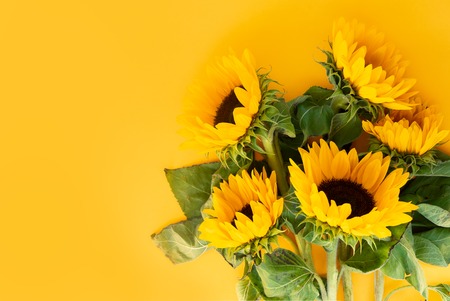 Sunflower fresh flowers on yellow background with copy spaceの写真素材