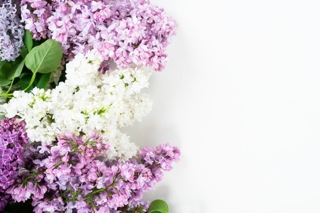 Fresh lilac flowers and leaves border over white background with copy spaceの写真素材
