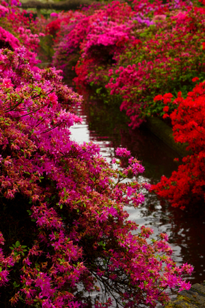 red and pink rododendron flowers in gardenの写真素材
