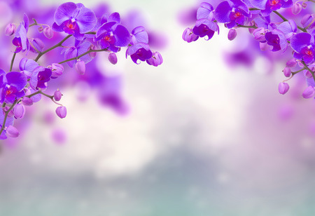 Purple orchid flowers with butterflies on defocused grayの写真素材