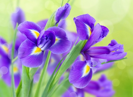 Fresh blue irise flowers over green bokeh  close up