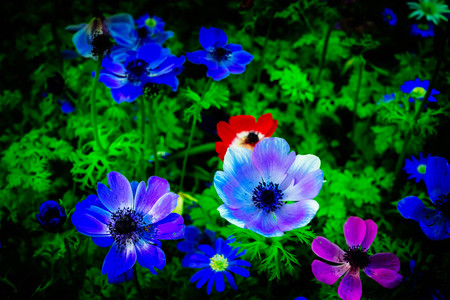 Anemone growing flowers in green grass spring floral background, retro tonedの写真素材