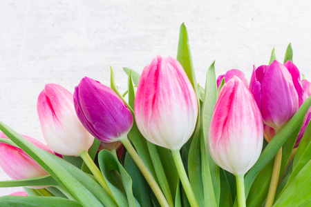 Violet fresh tulip flowers row on white wooden background with copy spaceの写真素材