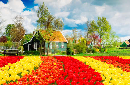 rural dutch scenery of small traditional town Zaanse Schans with spring flowers, Hollandの写真素材