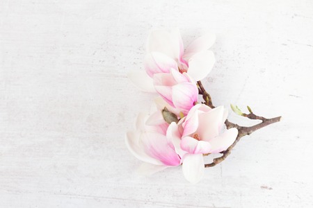 Magnolia flowers twig flat lay composition on white wooden background with copy spaceの写真素材