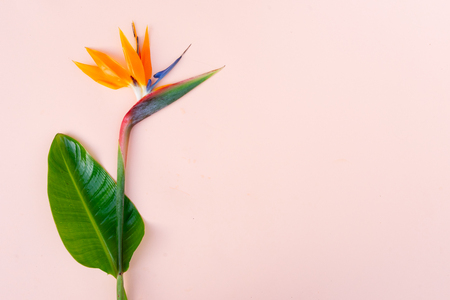 Summer flat lay scenery with tropical leaves and one strelizia flower on pink background with copy spaceの写真素材
