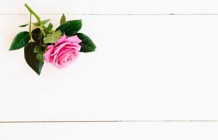 Rose mauve flower on table from above with copy space, flat lay sceneの写真素材