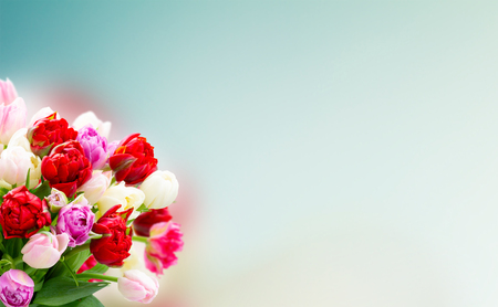 Bouquet of fresh pink and red tulips flowers over blue background, banner with copy spaceの写真素材