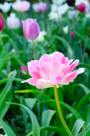 Pink blooming tulips in green grass flowerbed close upの写真素材