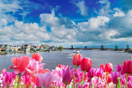Traditional Dutch windmills of Zaanse Schans over river Zaan at spring day with tulips, Netherlandsの写真素材