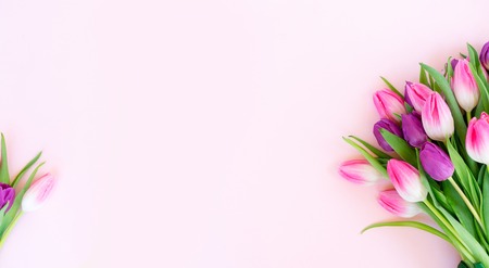 Bouquet of pink and violet tulip flowers flat lay frame on plain  banner with copy spaceの写真素材